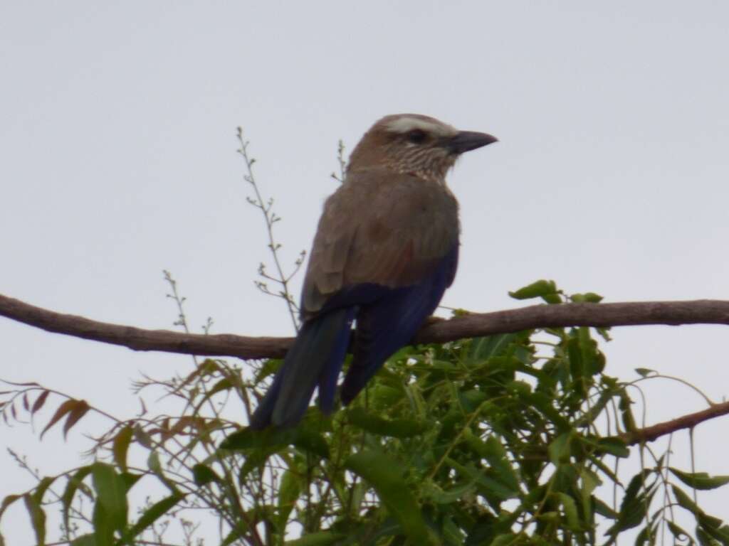 Image of Purple Roller