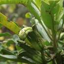 Image de Clermontia arborescens subsp. arborescens