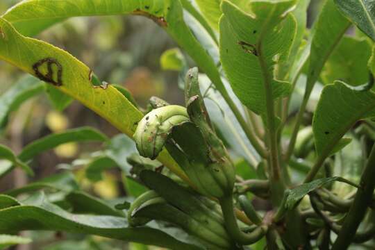 Image de Clermontia arborescens subsp. arborescens