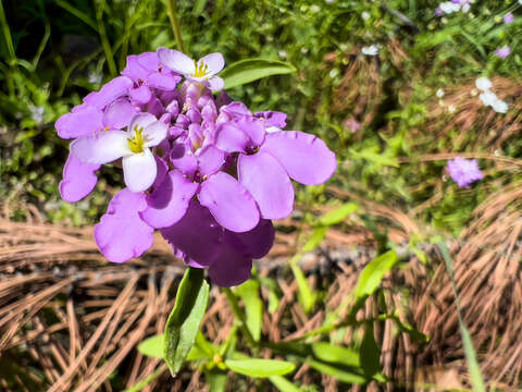 Imagem de Iberis umbellata L.