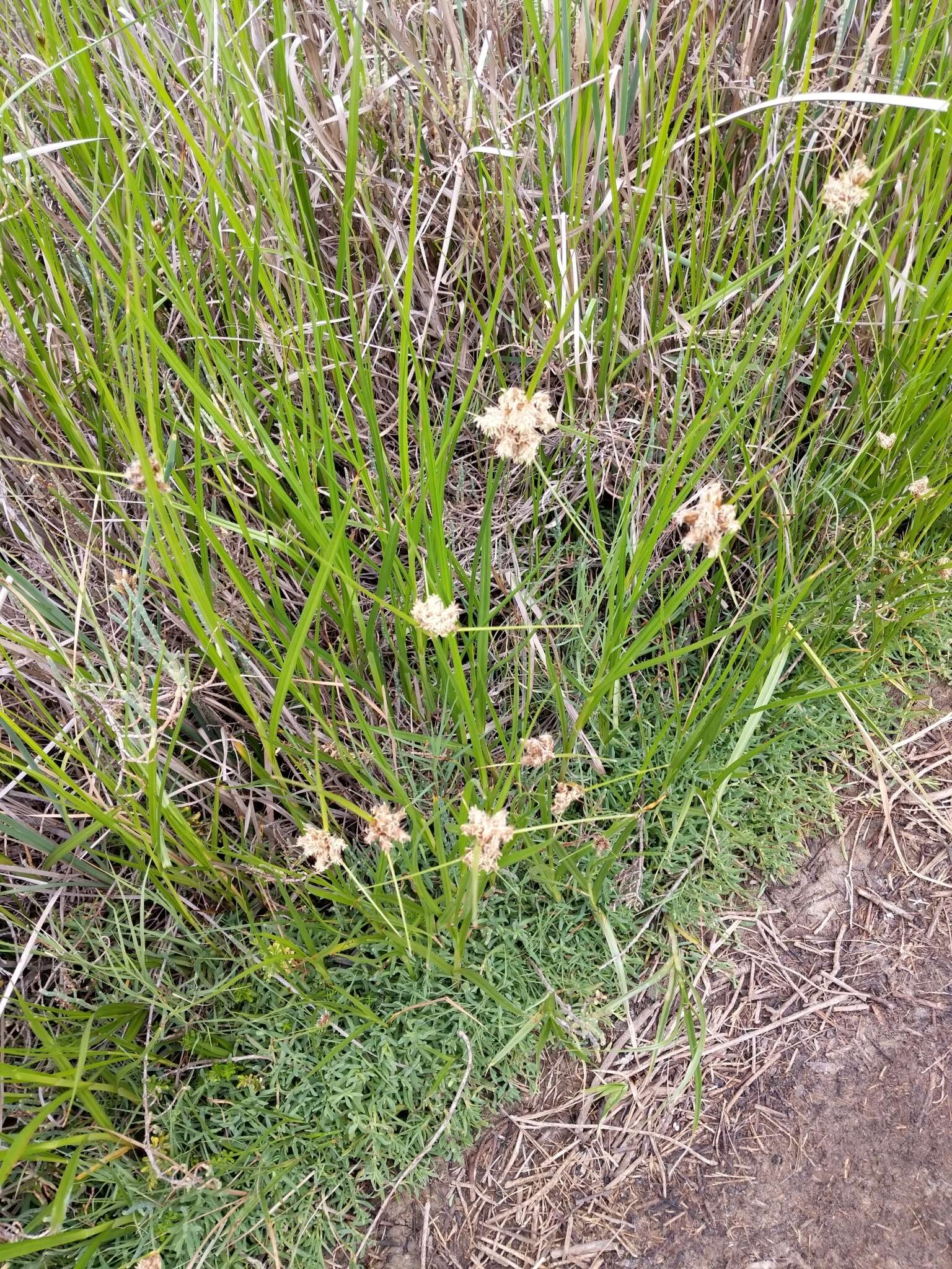 Imagem de Bolboschoenus maritimus (L.) Palla