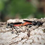 Image of Lampria bicolor (Wiedemann 1828)