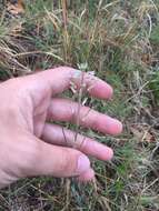 Image of Boivin's Rockcress