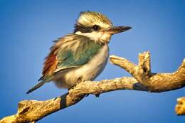 Image of Red-backed Kingfisher
