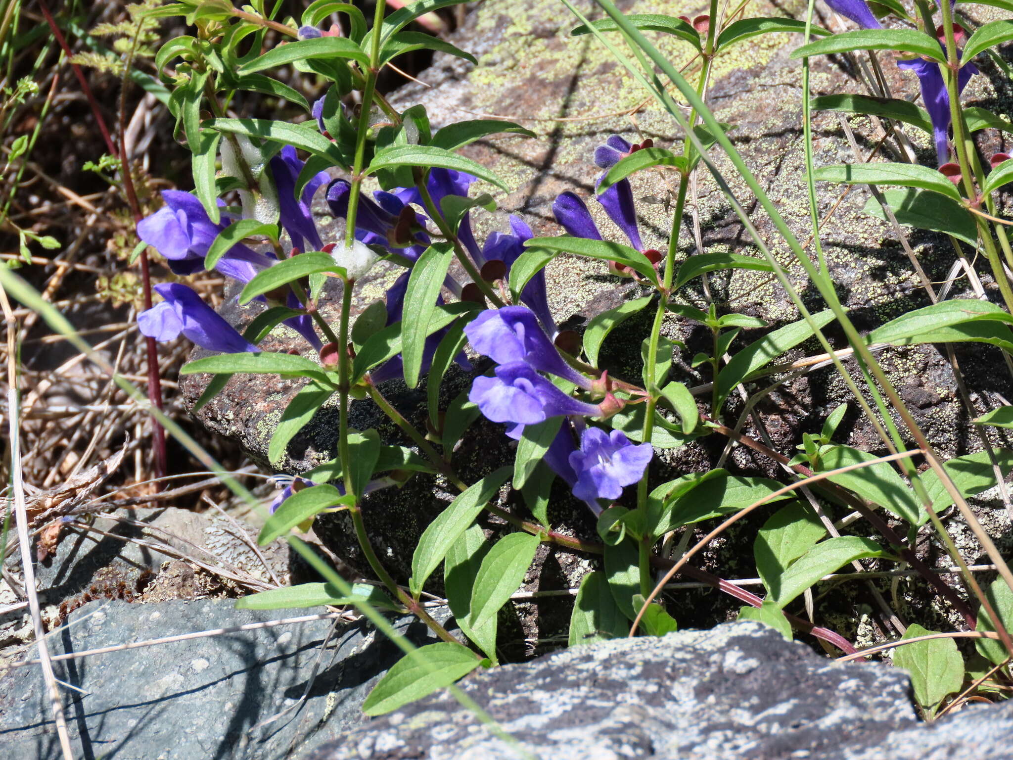 Image of narrowleaf skullcap