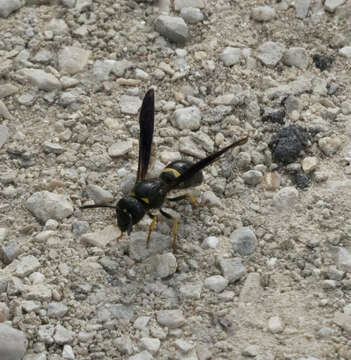 Image of Spinola's Mason Wasp