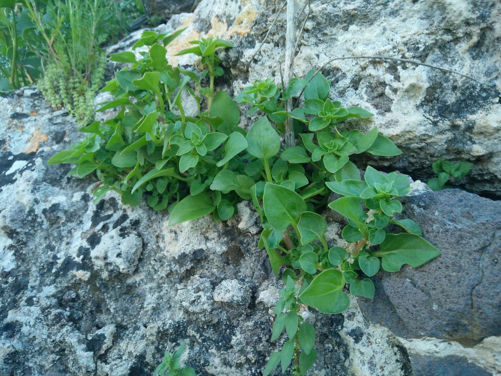 Image of Theligonum cynocrambe L.