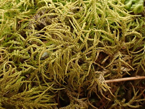 Image of hylocomiastrum moss