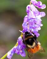 Слика од Bombus lapponicus (Fabricius 1793)