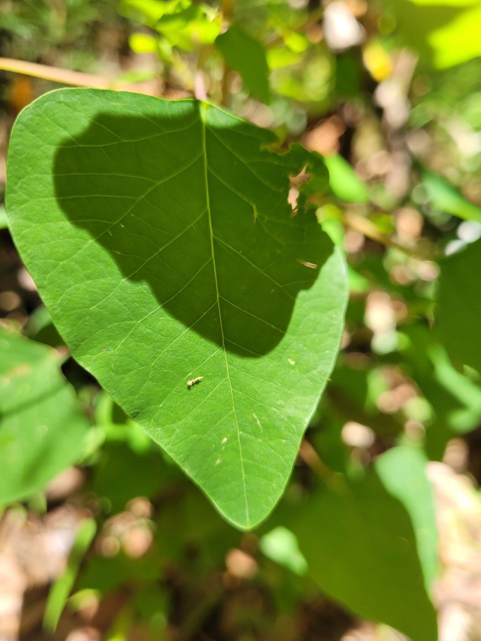 Image of Homalanthus stillingifolius F. Muell.