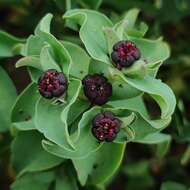 Image of Euphorbia portulacoides L.