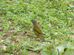 Image of Dusky Bush Tanager