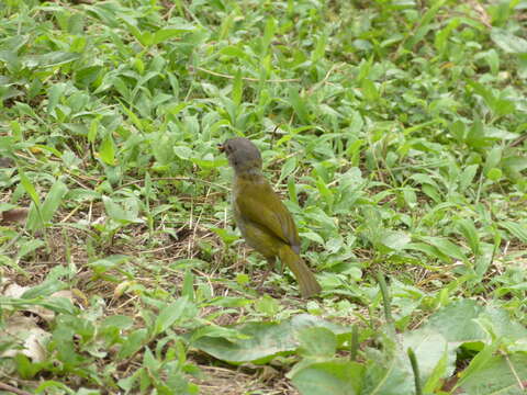 Image of Dusky Bush Tanager