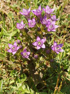 Imagem de Gentianella germanica (Willd.) E. F. Warburg