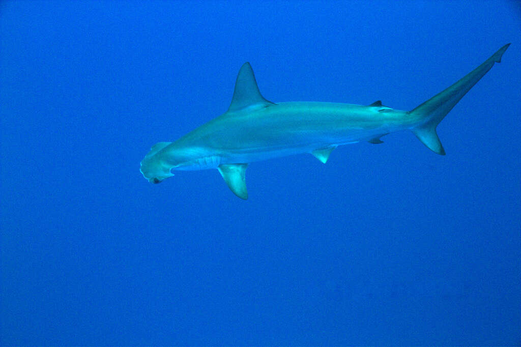 Image of hammerhead sharks