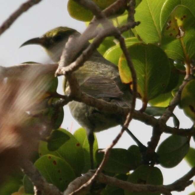 Image of Oahu Amakihi