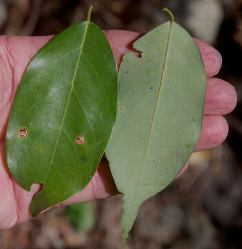 Image of Weeping Cleistanthus