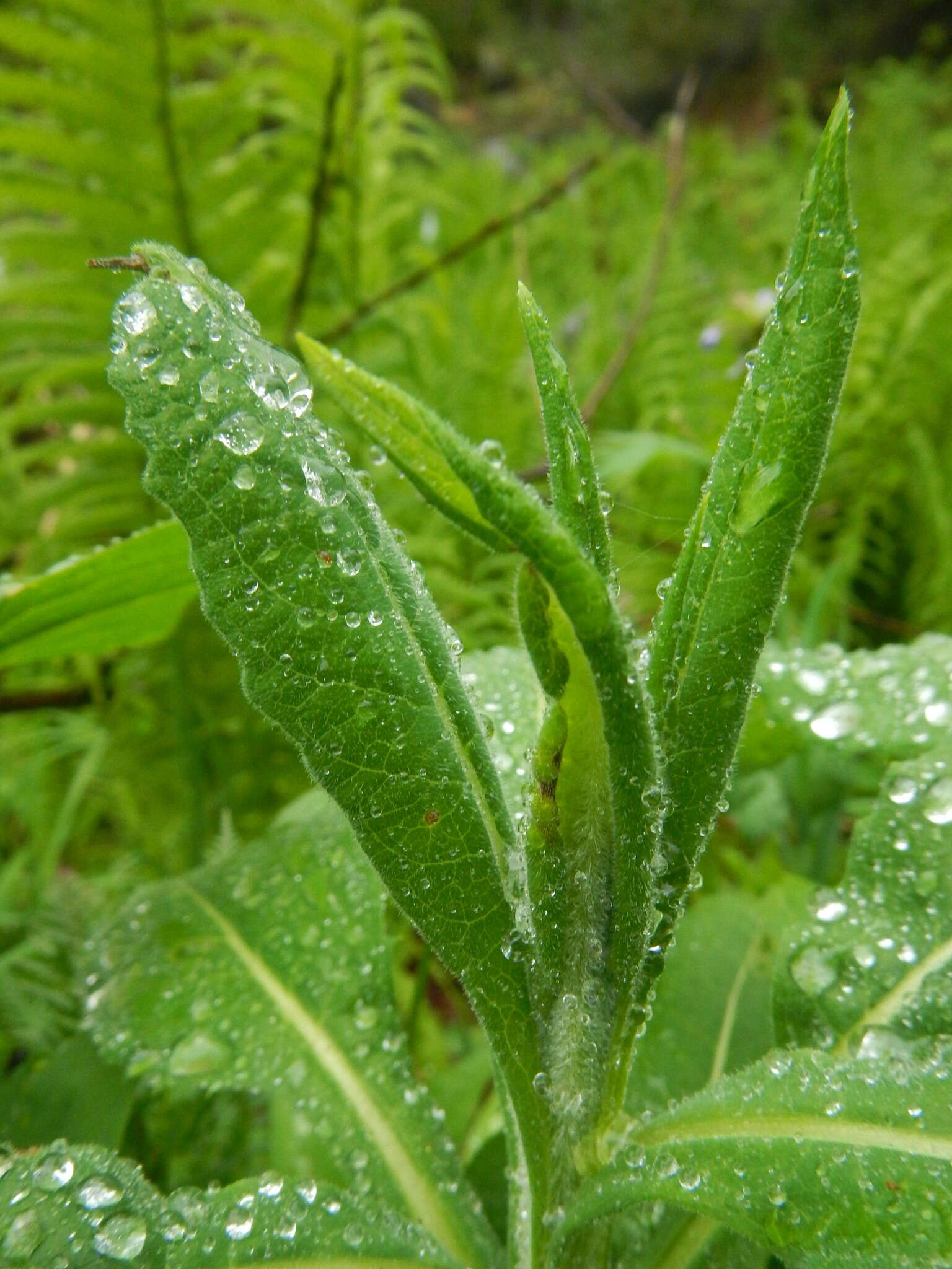 Image of Saussurea chamarensis G. A. Peshkova