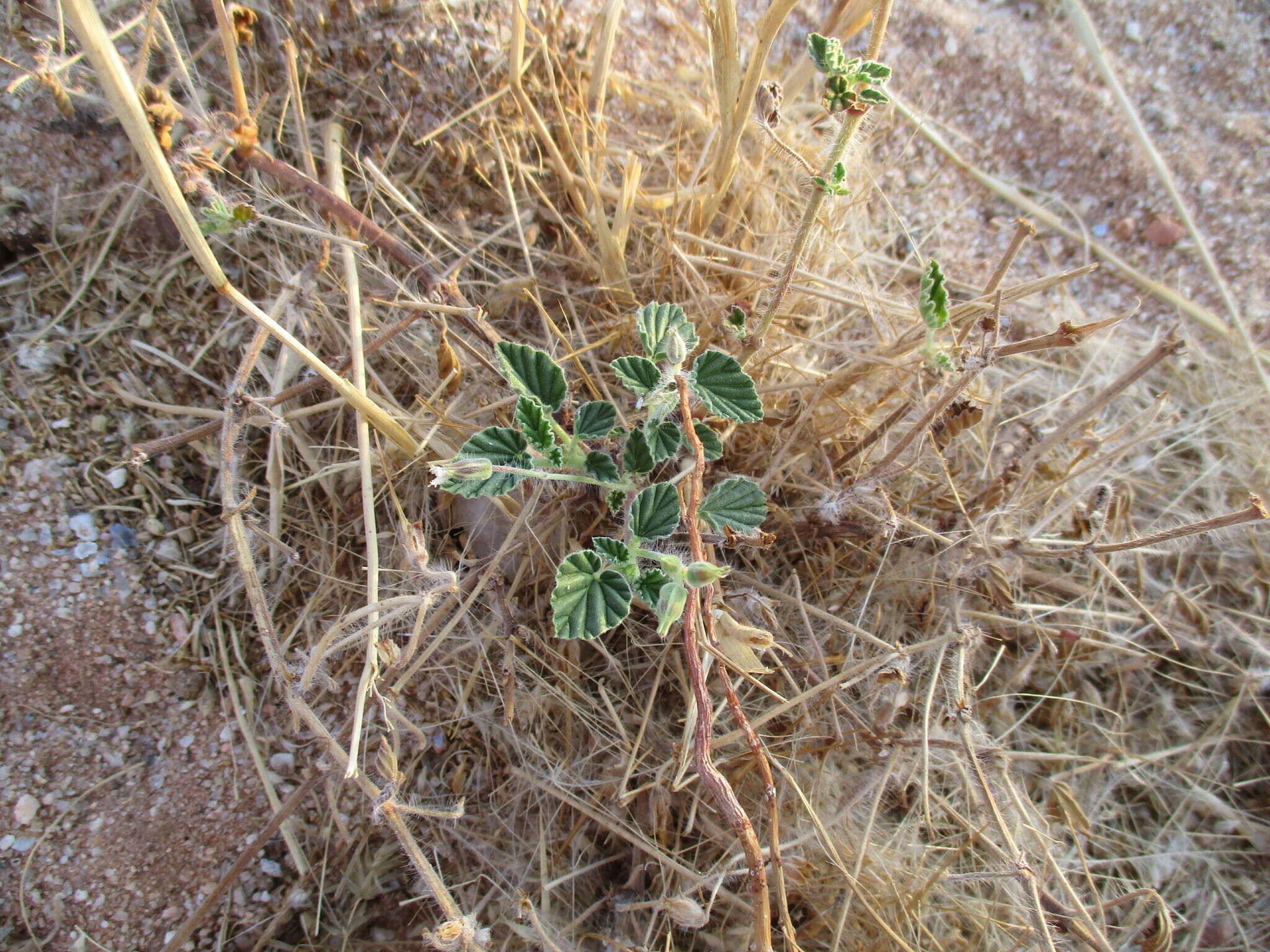 Image of Monsonia umbellata Harv.