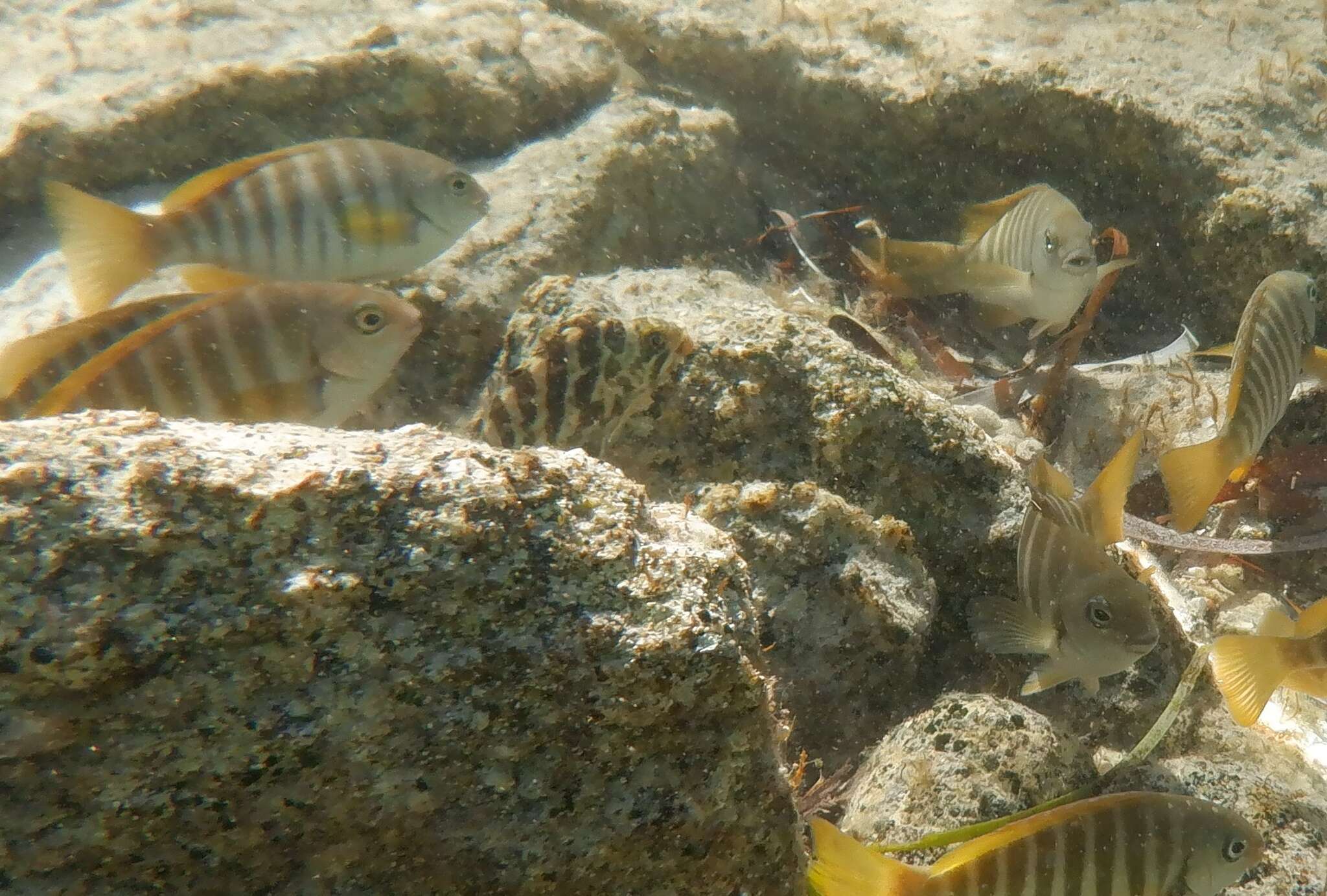 Image of Redlip morwong