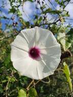 Plancia ëd Ipomoea anisomeres Robinson & Bartlett