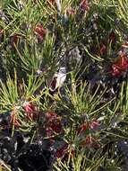 صورة Melaleuca protumida Craven & R. D. Edwards