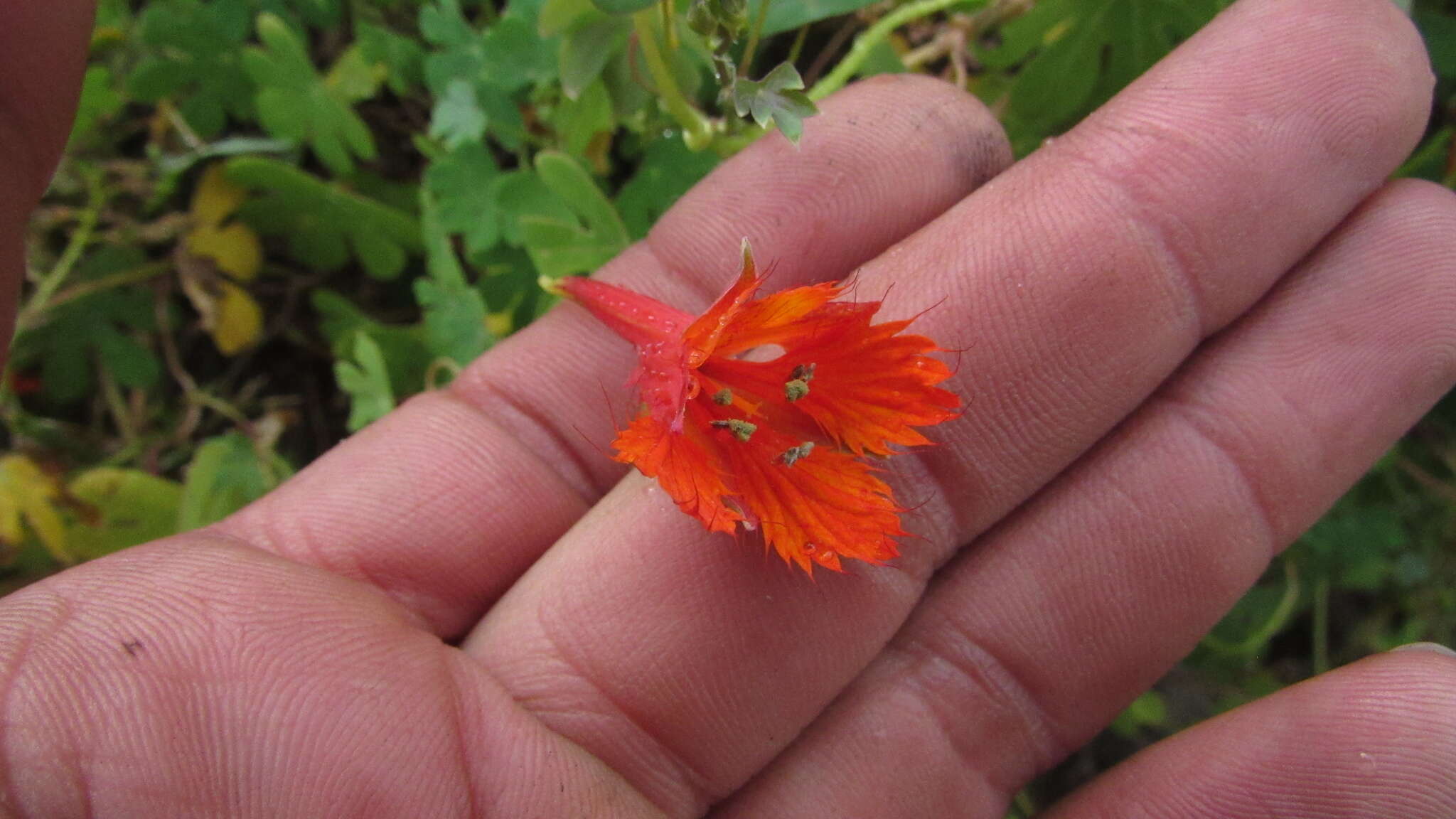 Image of Tropaeolum smithii DC.