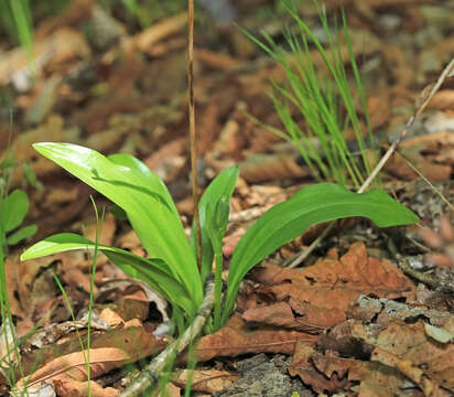 Image of Platanthera densa Freyn