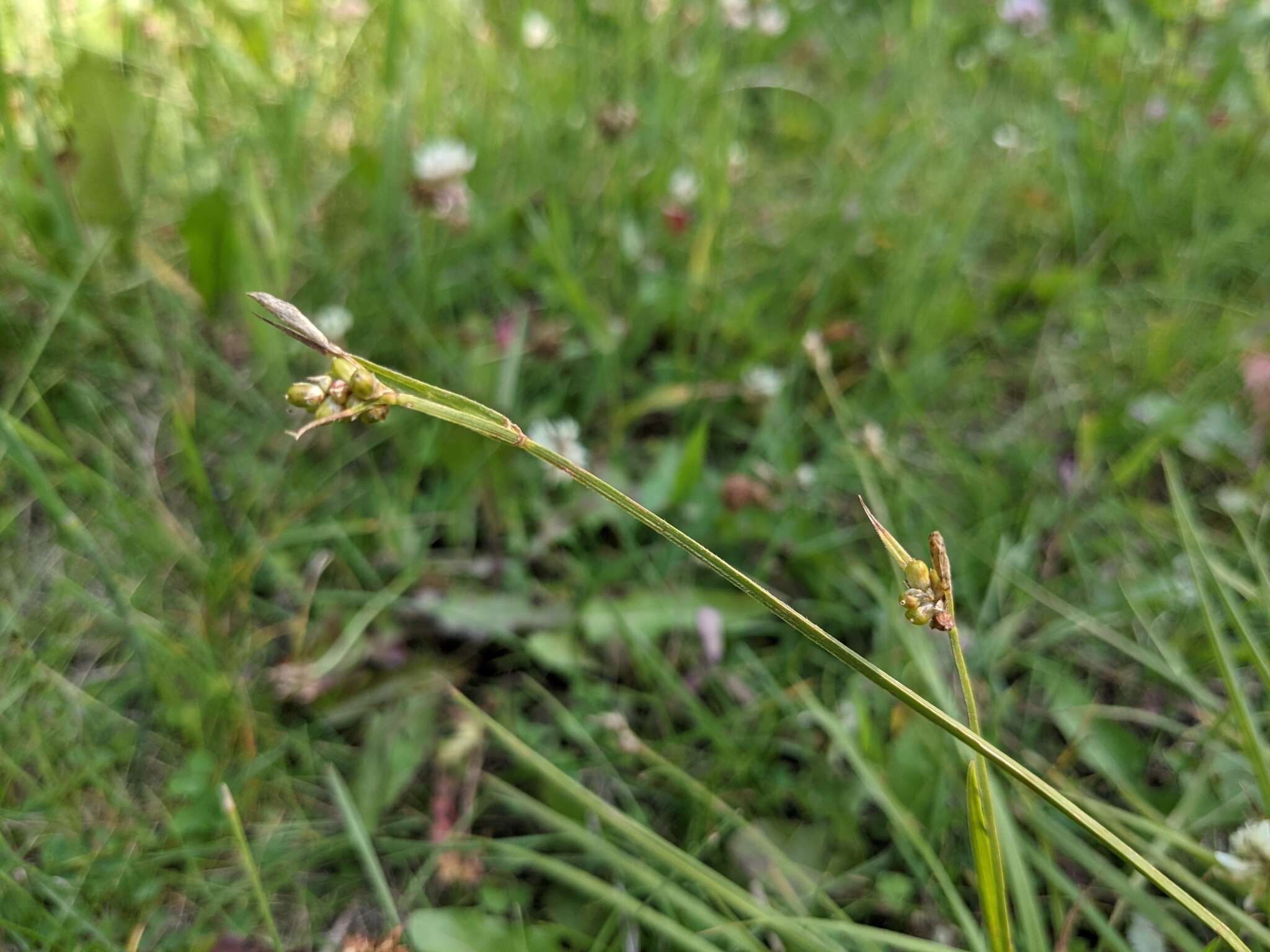 Plancia ëd Carex torreyi Tuck.