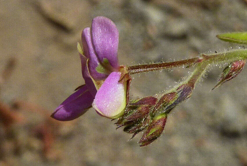 Image of Desmodium ospriostreblum Chiov.