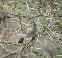 Image of Sporopipes Cabanis 1847