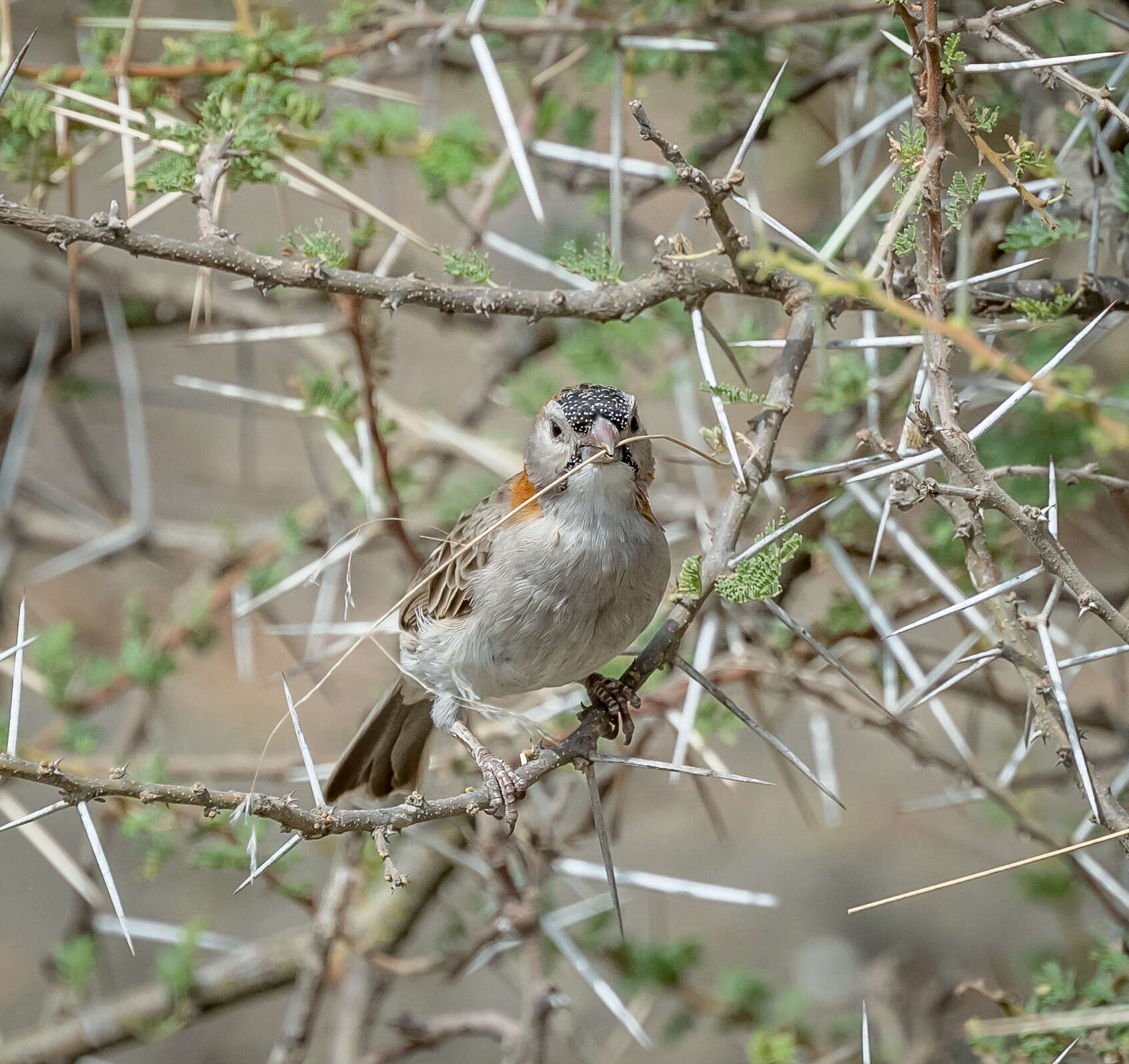 Image de Sporopipes Cabanis 1847