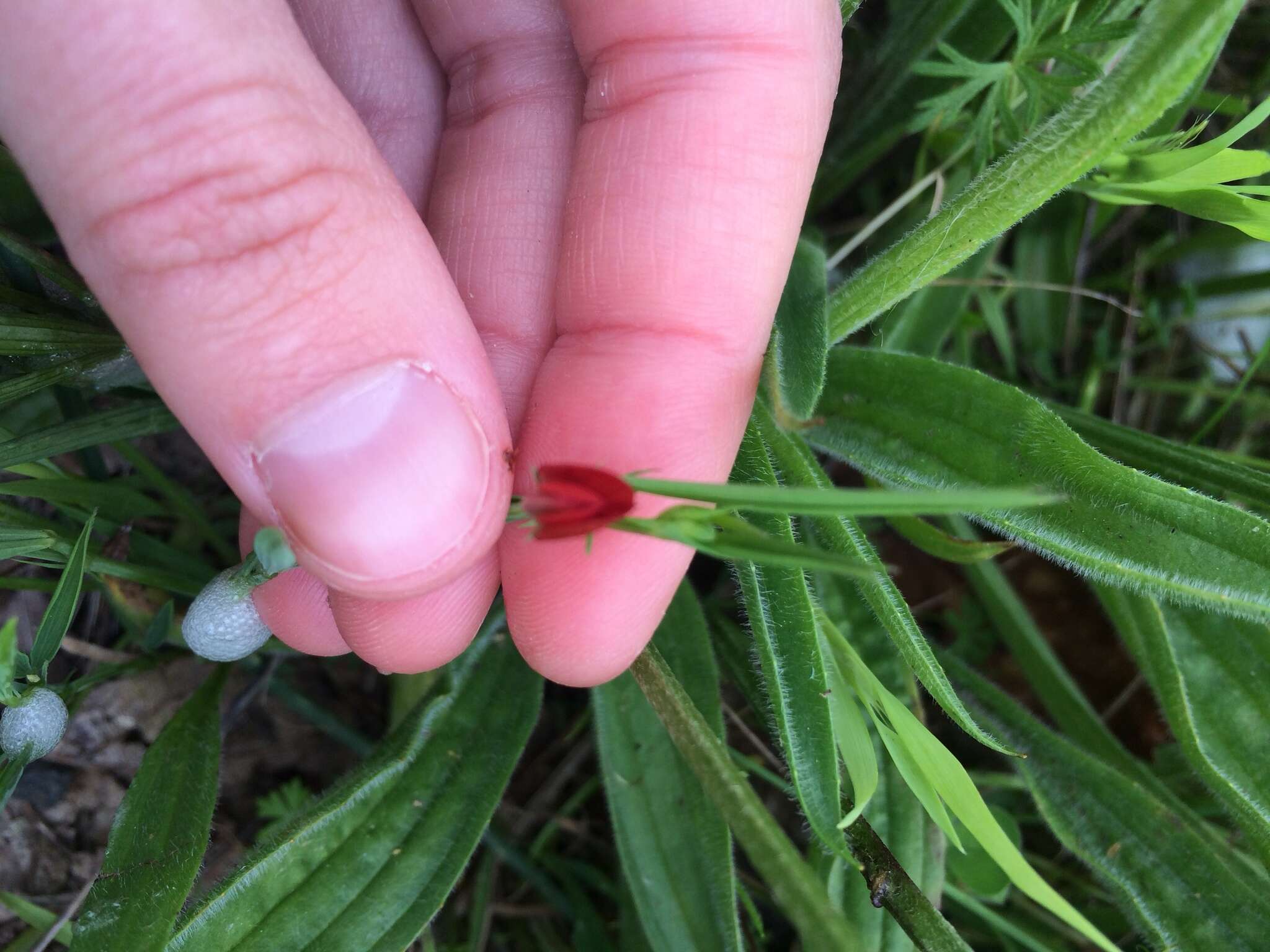 Image of Round-seeded Vetchling