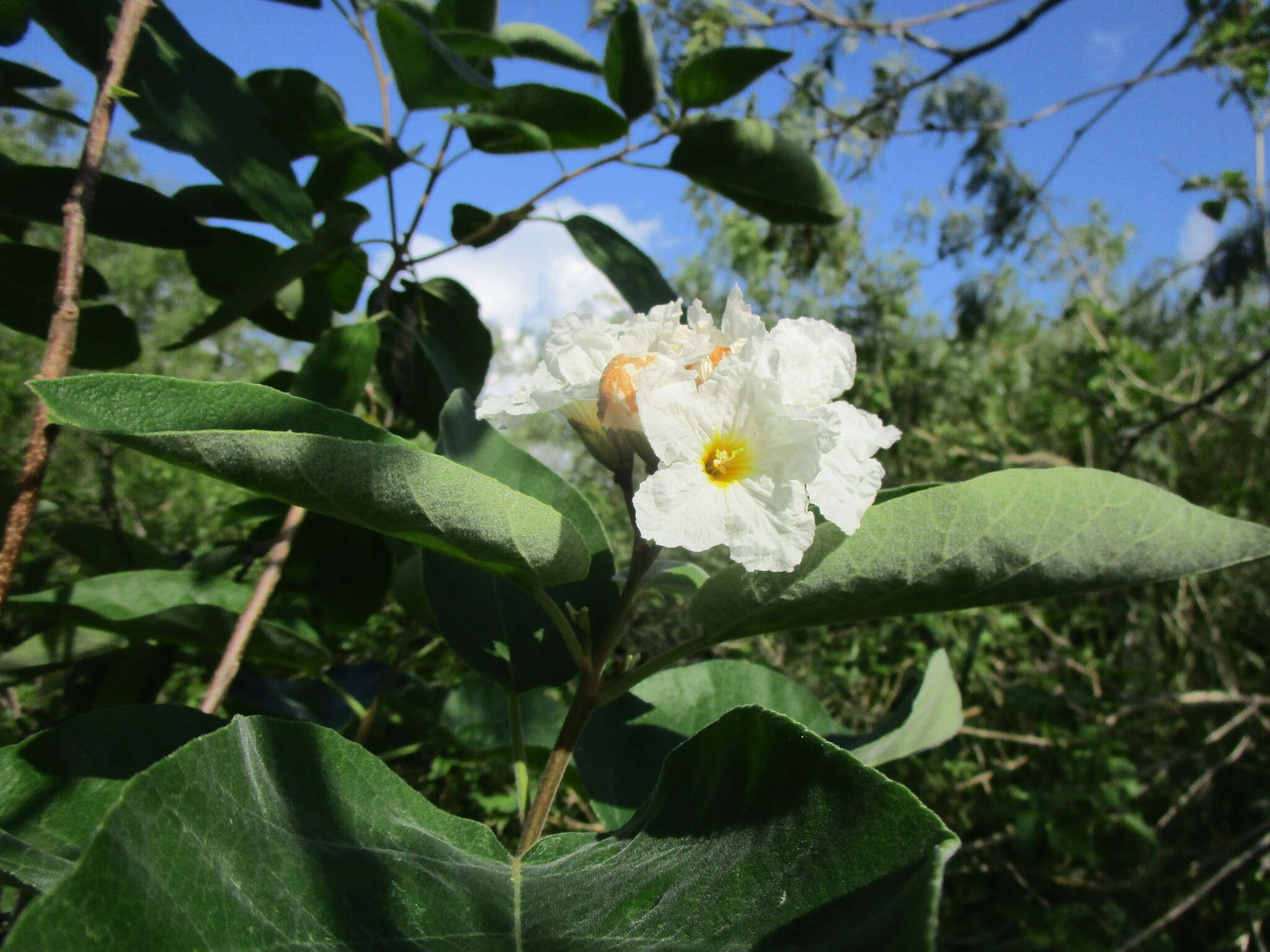 Image de Cordia boissieri A. DC.