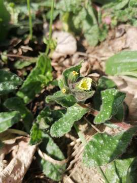 Image of yellow monkswort