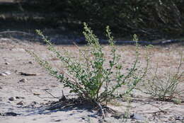 Image of Scrophularia canescens Bong.