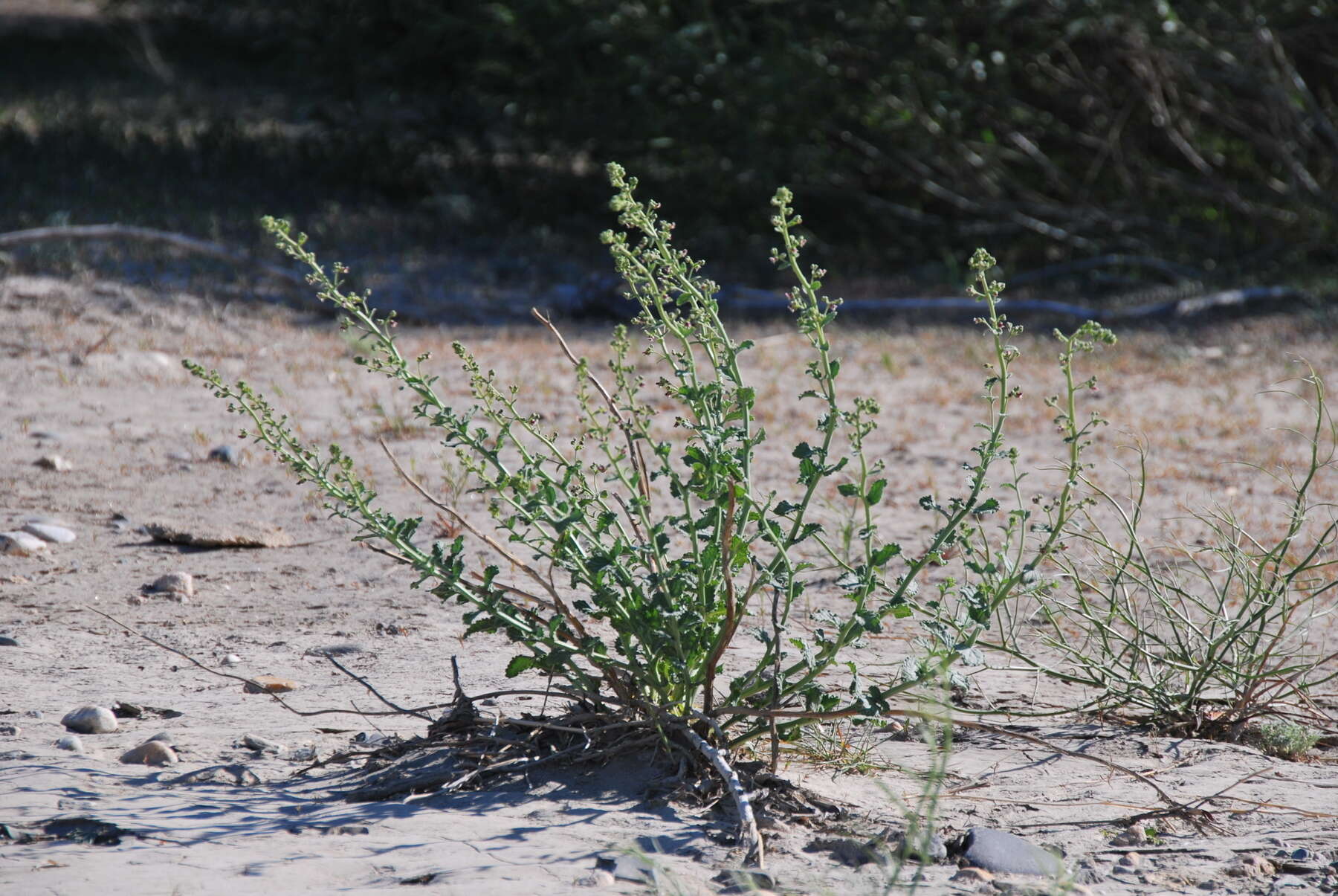 Image of Scrophularia canescens Bong.