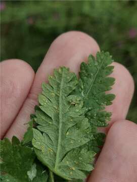 Image of Puccinia chaerophylli Purton 1821