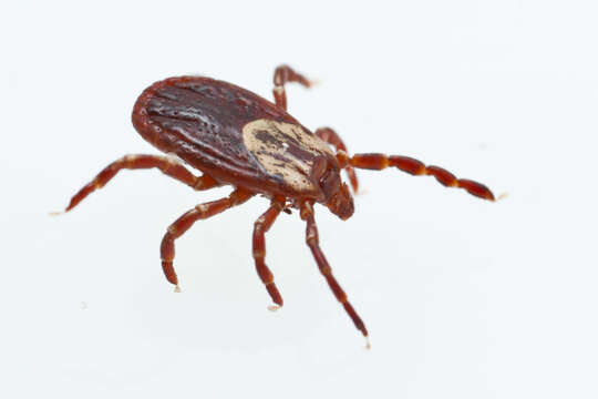 Image of American dog tick