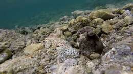 Image of Brazil reef octopus