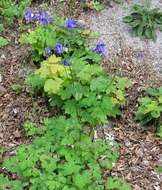 Image of Bulgarian Columbine