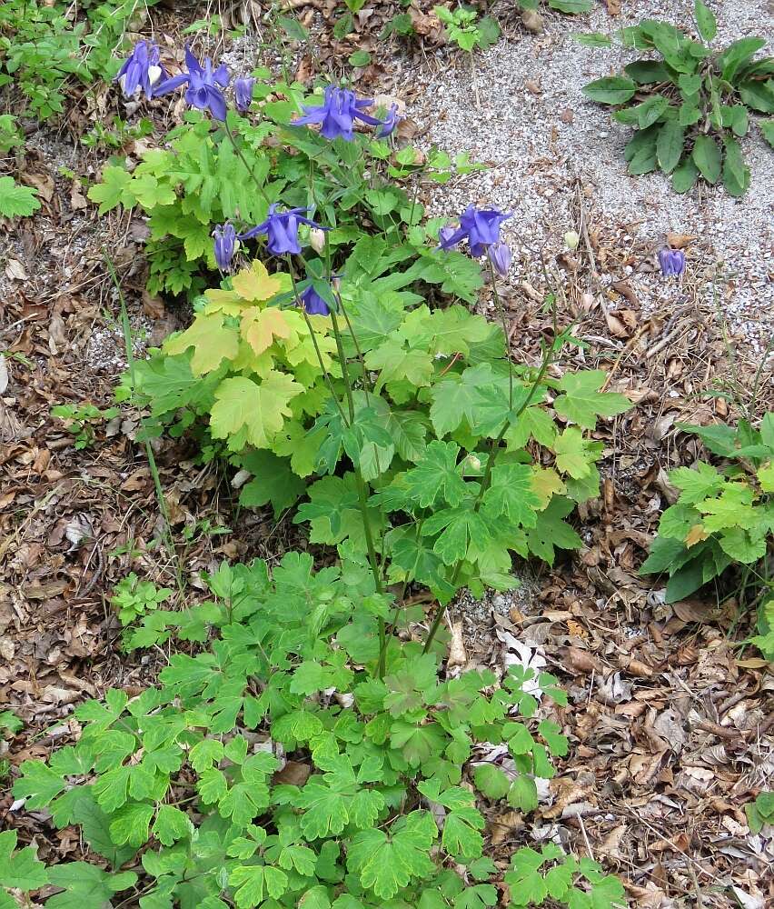 Слика од Aquilegia nigricans Baumg.