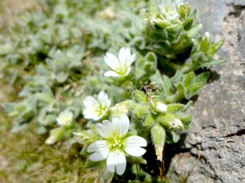 Imagem de Cerastium tolucense D. A. Good