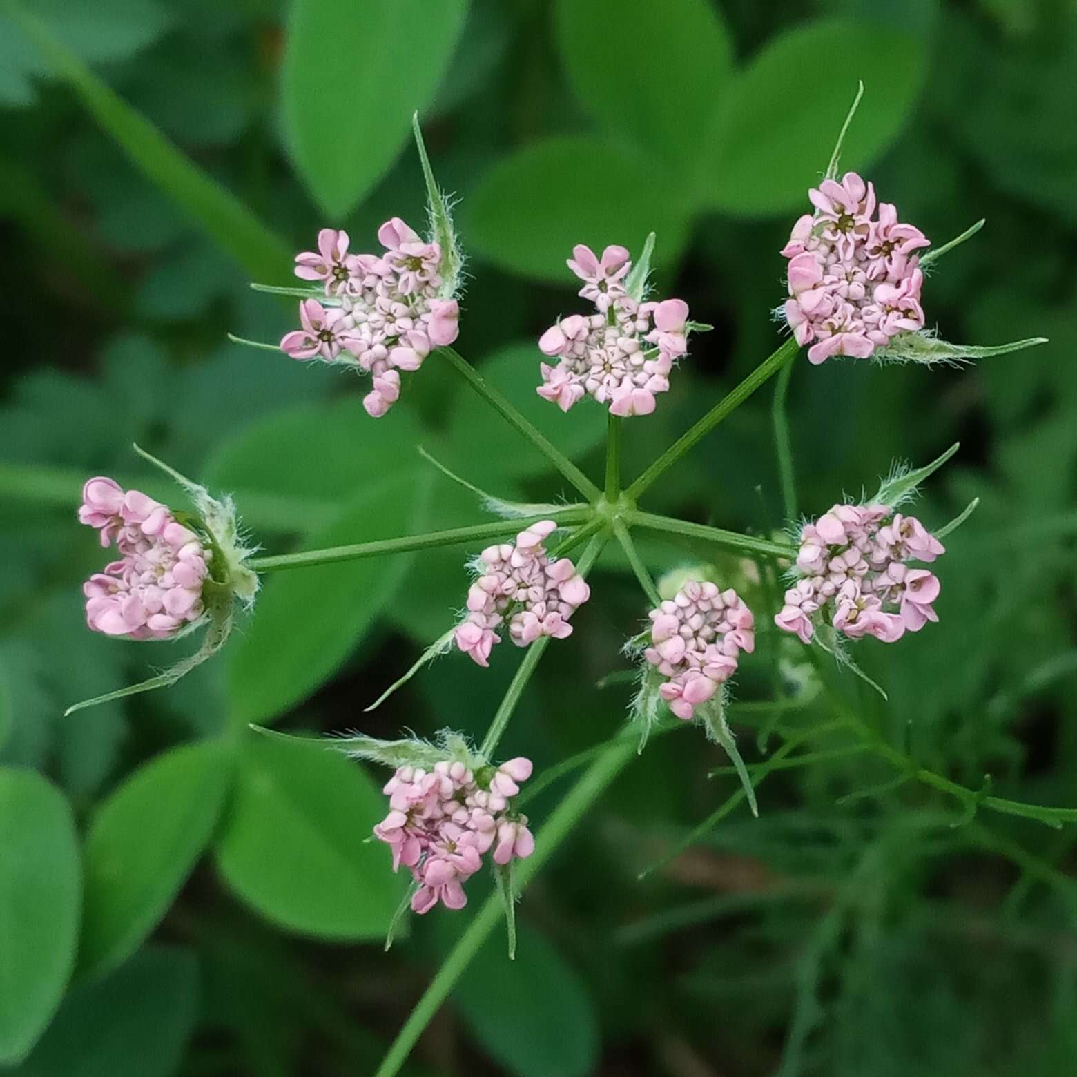 Image de Chaerophyllum roseum M. Bieb.