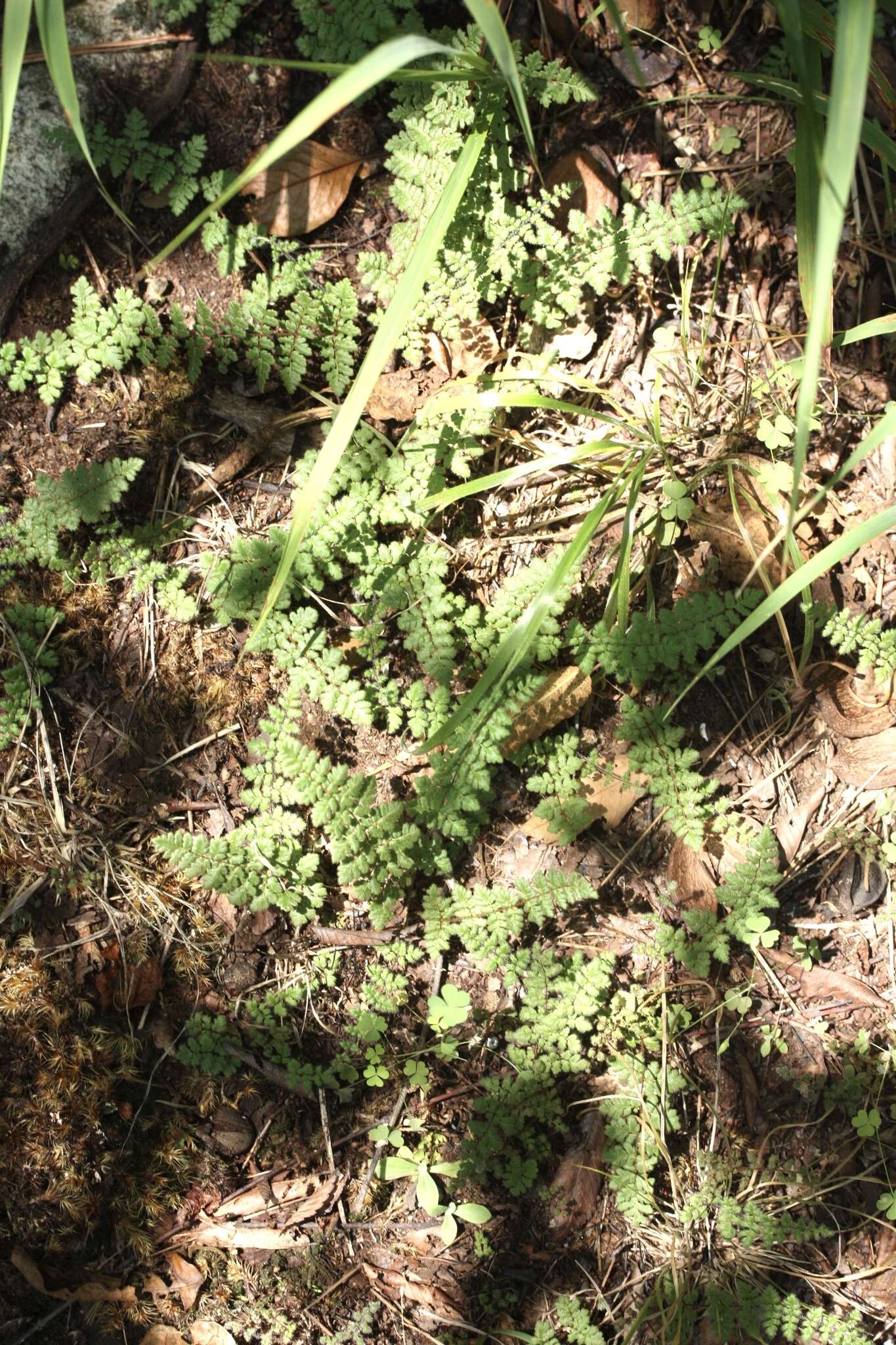 Imagem de Myriopteris lanosa (Michx.) Grusz & Windham