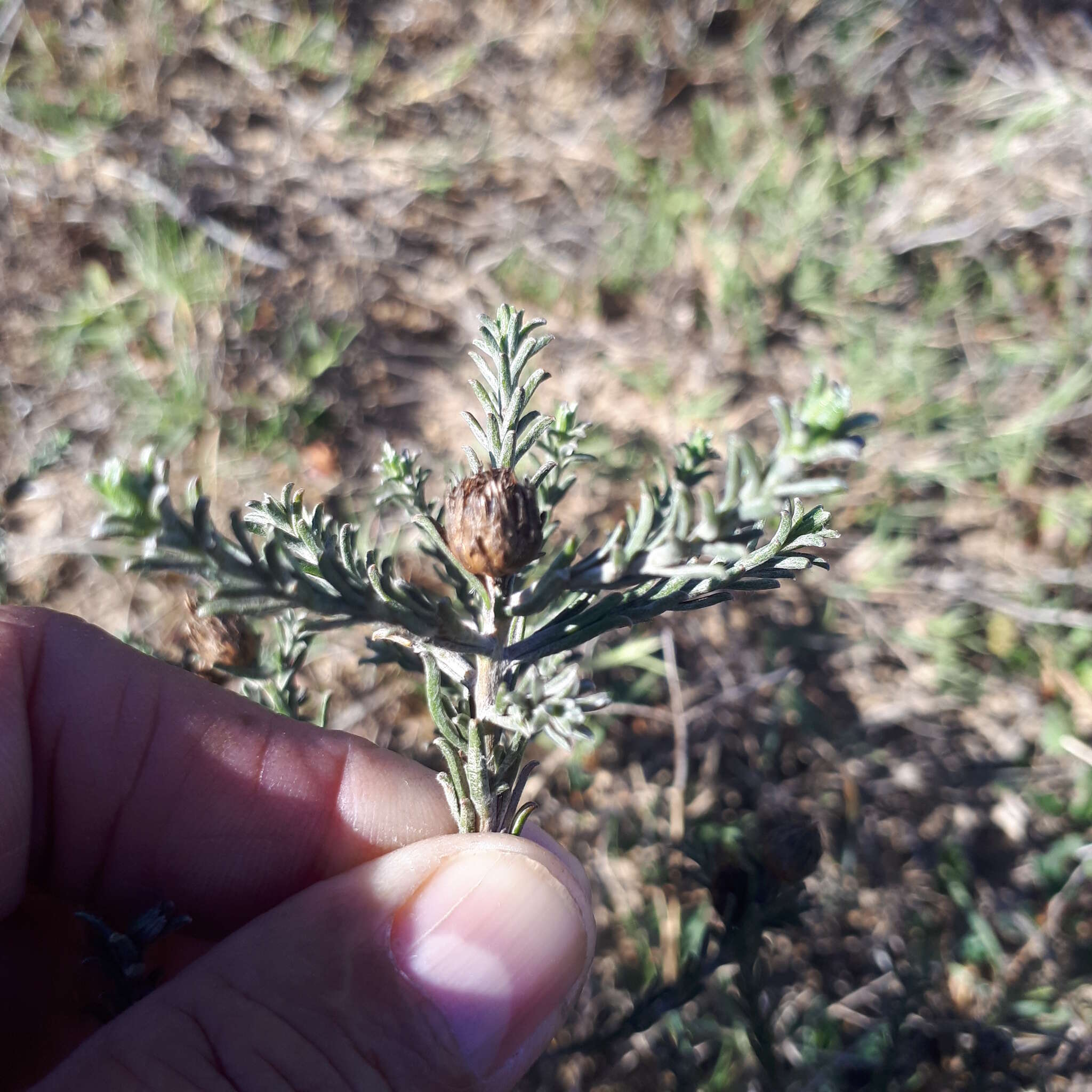 Image of Oedera fruticosa (L.) N. G. Bergh