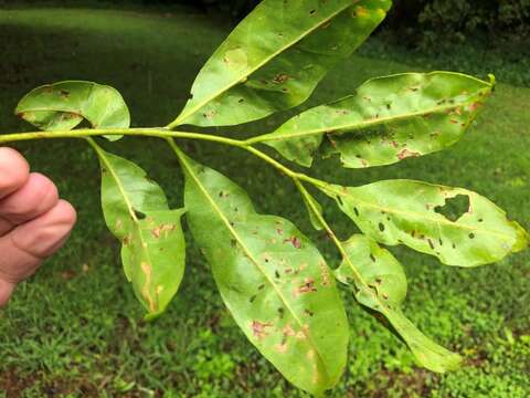 صورة Dysoxylum fraserianum (A. Juss.) Benth.