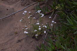 صورة Leucheria tomentosa (Less.) J. V. Crisci