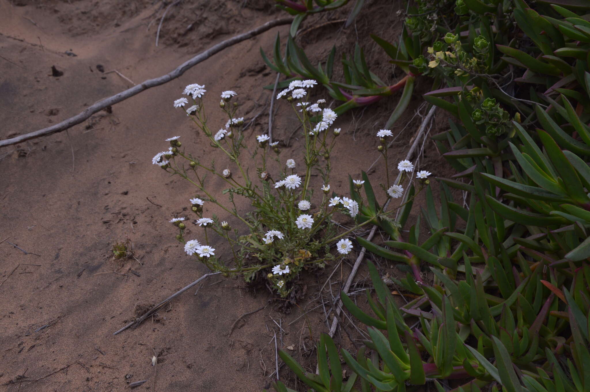 Leucheria tomentosa (Less.) J. V. Crisci resmi