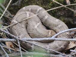 Image of Crotalus willardi willardi Meek 1905